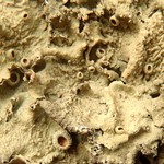 Flavopunctelia praesignis