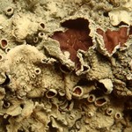 Flavopunctelia praesignis