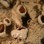 Flavopunctelia praesignis