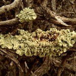 Flavopunctelia soredica