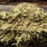 Flavopunctelia soredica