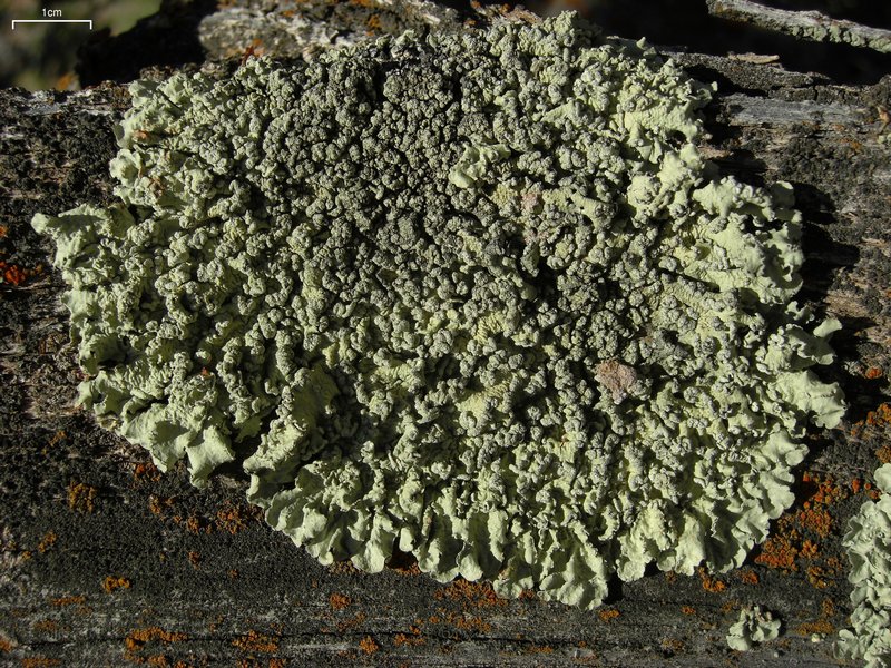 Flavopunctelia soredica