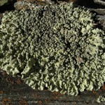 Flavopunctelia soredica