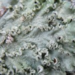 Flavopunctelia soredica