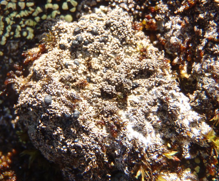 Frutidella caesioatra