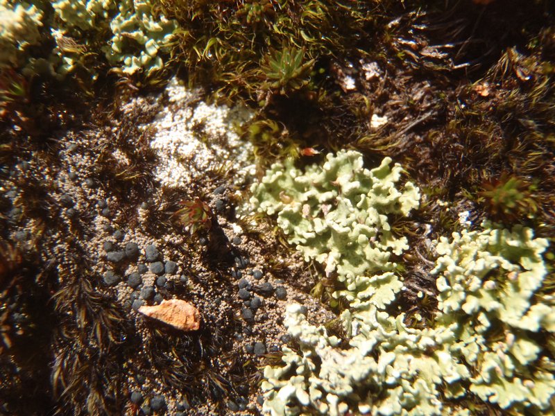 Frutidella caesioatra