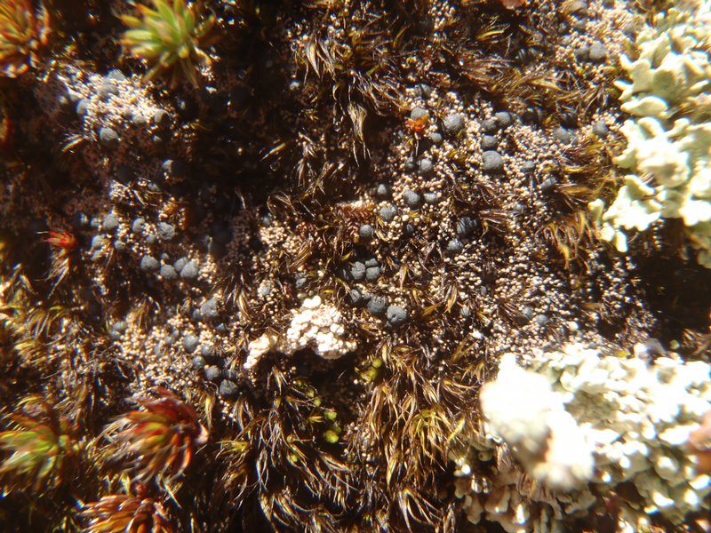 Frutidella caesioatra