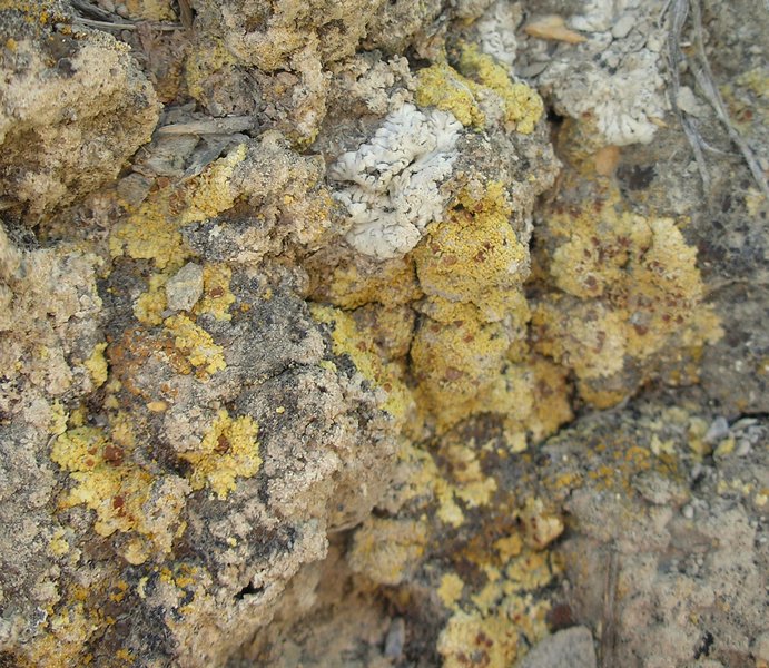 Fulgensia subbracteata