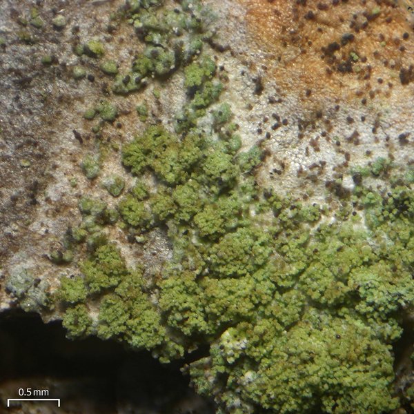 Fuscidea arboricola