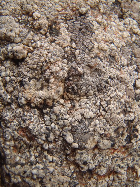 Fuscidea austera