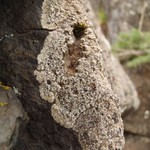 Fuscidea austera