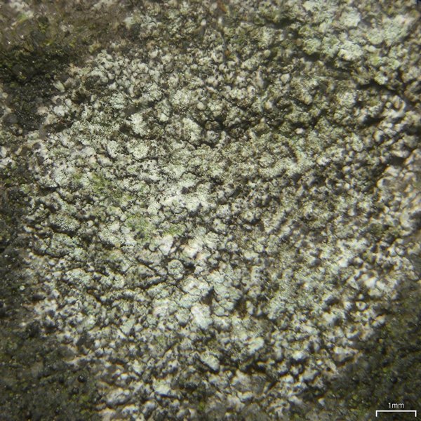 Fuscidea recensa var. arcuatula