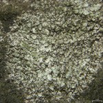 Fuscidea recensa var. arcuatula