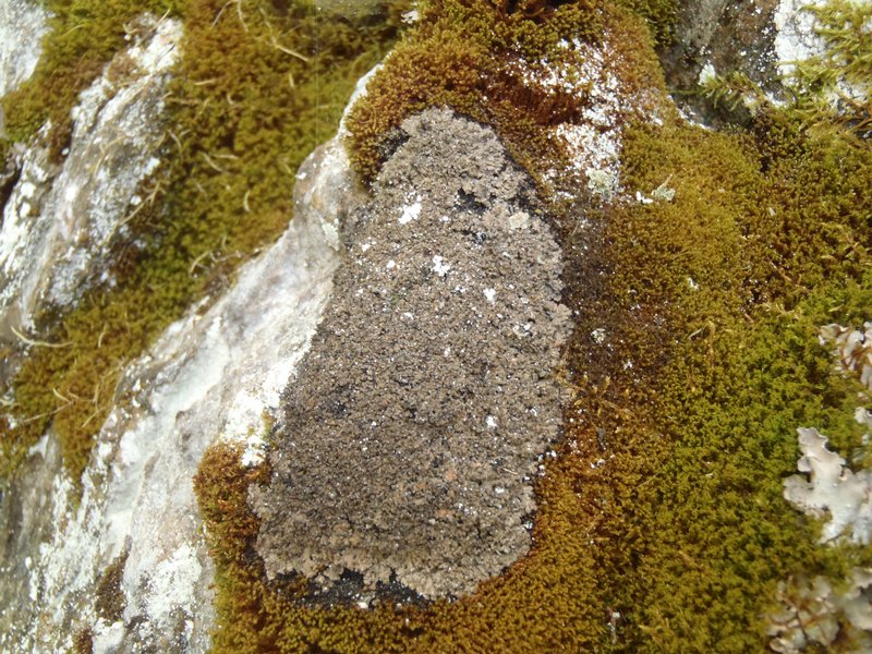 Fuscopannaria cheiroloba
