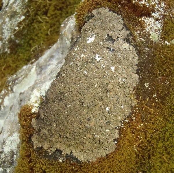 Fuscopannaria cheiroloba