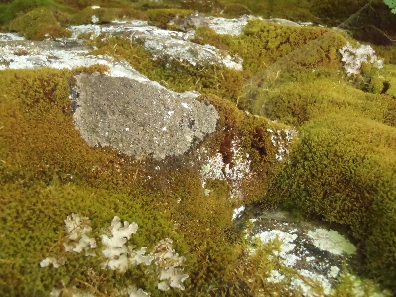 Fuscopannaria cheiroloba
