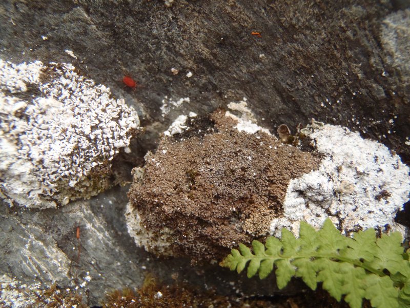 Fuscopannaria cheiroloba