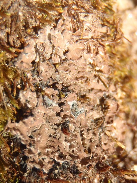 Fuscopannaria cheiroloba