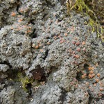 Fuscopannaria leucosticta