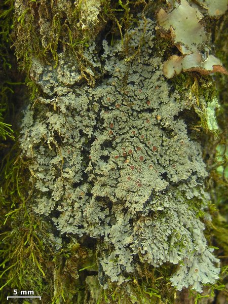 Fuscopannaria leucosticta