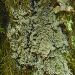 Fuscopannaria leucosticta