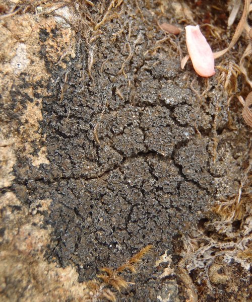 Fuscopannaria maritima