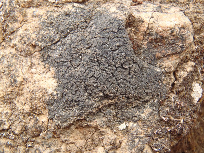 Fuscopannaria maritima