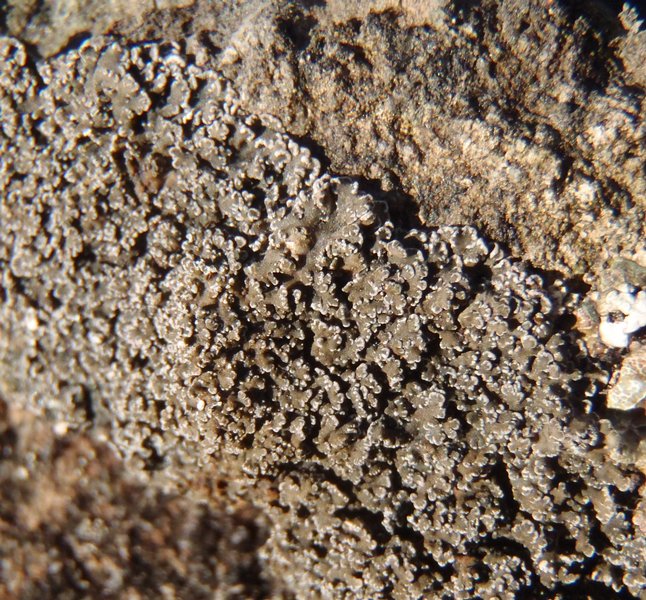 Fuscopannaria maritima