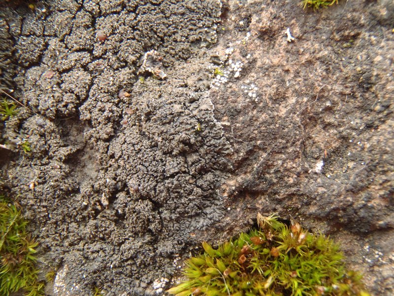 Fuscopannaria maritima