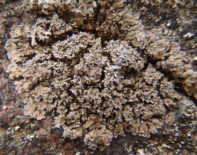 Fuscopannaria maritima