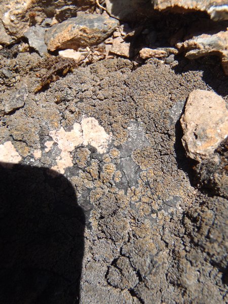 Fuscopannaria praetermissa