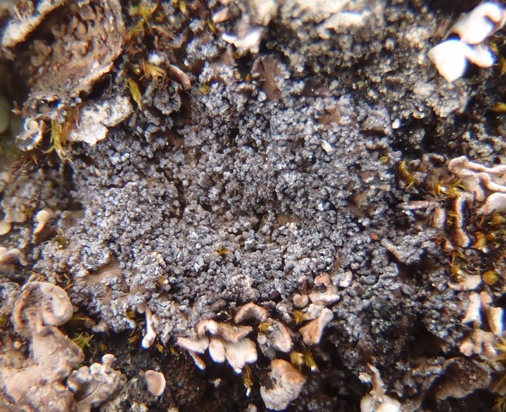 Fuscopannaria praetermissa