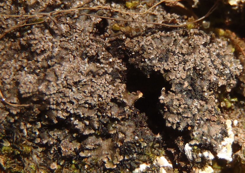Fuscopannaria praetermissa
