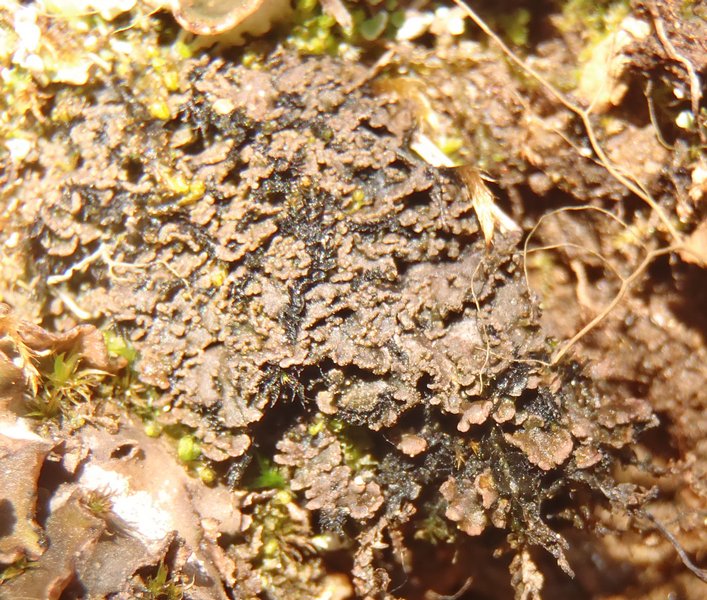 Fuscopannaria praetermissa