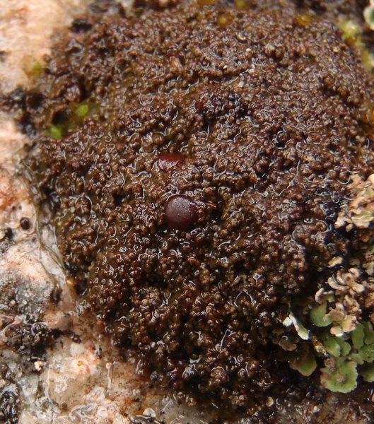 Fuscopannaria praetermissa