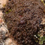 Fuscopannaria praetermissa