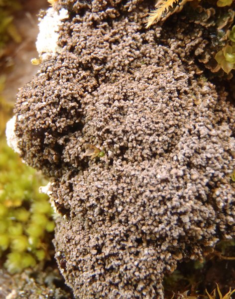 Fuscopannaria praetermissa