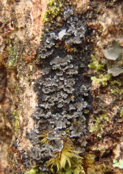 Fuscopannaria pulveracea