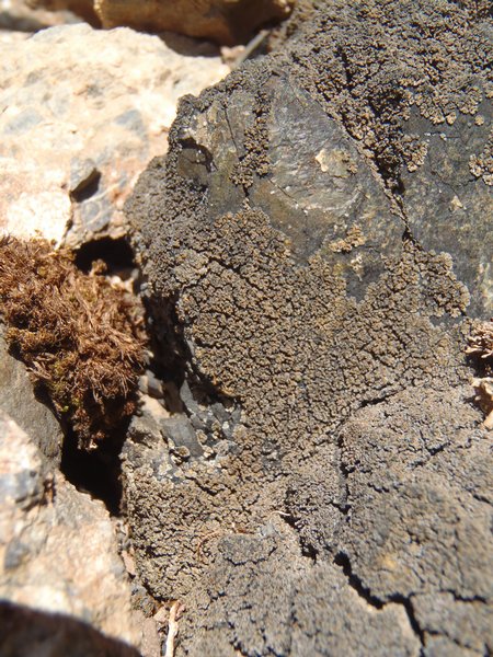 Fuscopannaria ramulina