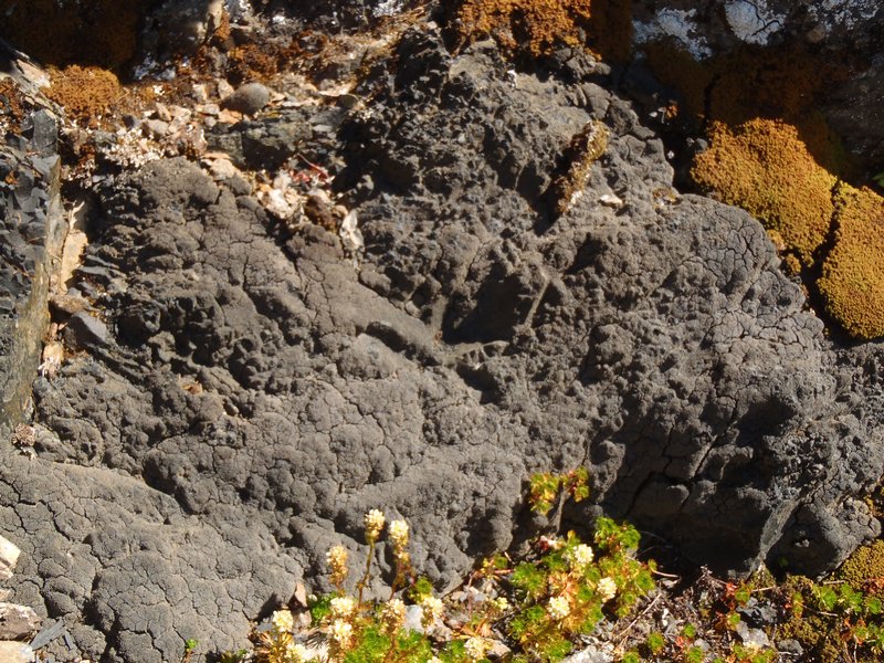 Fuscopannaria ramulina