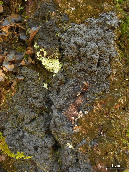 Fuscopannaria sorediata