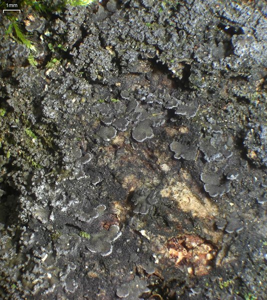 Fuscopannaria sorediata