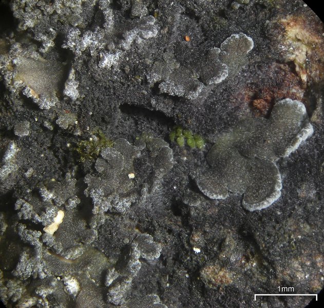 Fuscopannaria sorediata