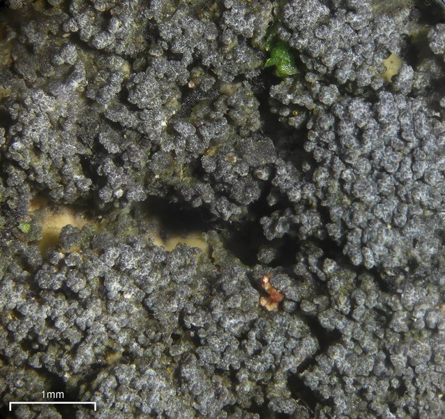 Fuscopannaria sorediata