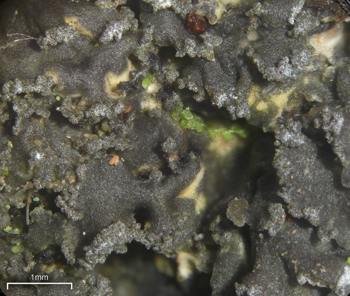 Fuscopannaria sorediata