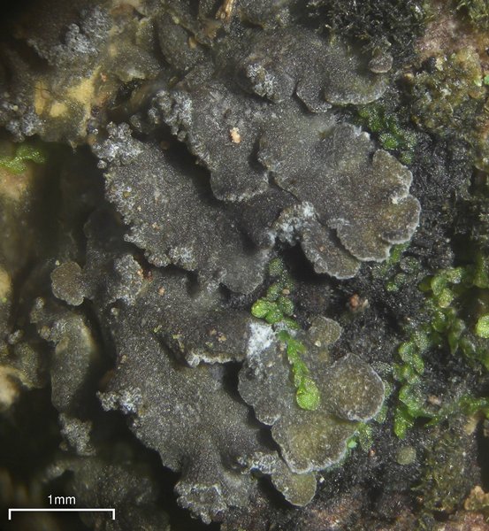 Fuscopannaria sorediata