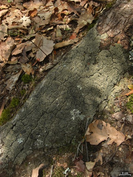 Fuscopannaria sorediata