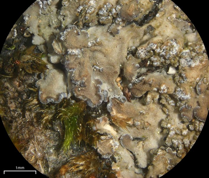 Fuscopannaria sorediata