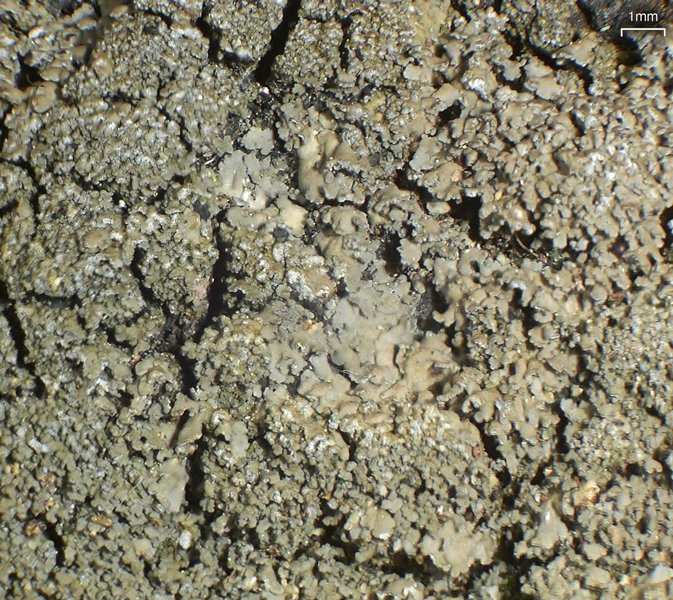Fuscopannaria sorediata