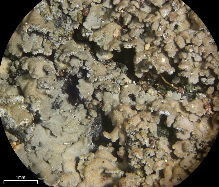 Fuscopannaria sorediata